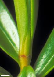 Veronica diosmifolia. Leaf bud with narrow sinus still apparent as the leaves begin to separate. Scale = 1 mm.
 Image: W.M. Malcolm © Te Papa CC-BY-NC 3.0 NZ